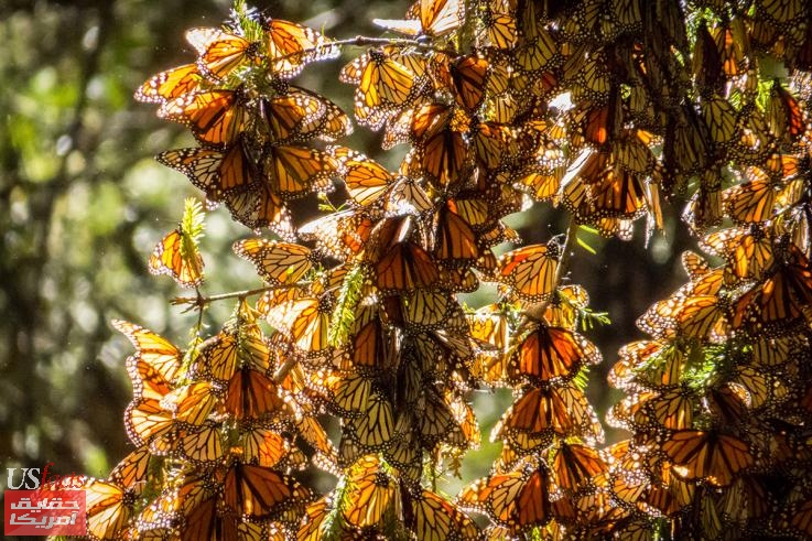 45-mexico-monarch-butterfly-biosphere-reserve.jpg